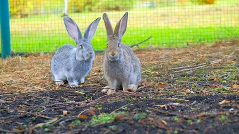 The symbol of Easter Stock Footage 116486195