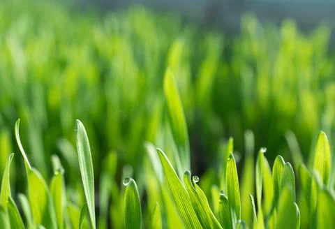 Symbol of Easter in many countries of the world. Sprouted oats. Stock Photos