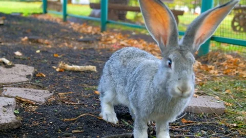 The symbol of Easter in the summer Stock Footage 116485415