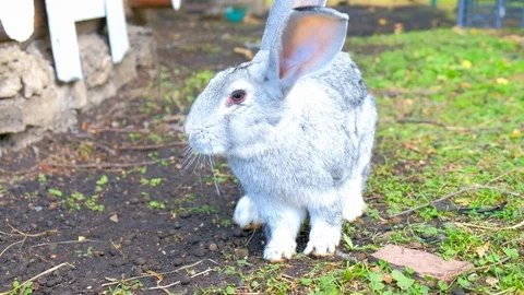 The symbol of Easter in the summer Stock Footage 116485737