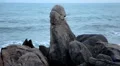 The Symbol of Male Sex, Grand Father Rock (Hin Ta Hin Yai), Granitic Rocks HD Footage