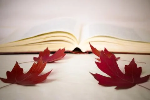 Symbol of returning to school - an open book, red maple leaves. Stock Photos