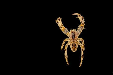 Symbol of a spider with a red border Foto stock