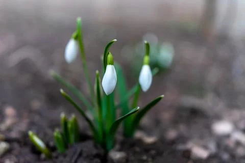 Symbol of spring awakening. The first spring flowers of snowdrops Stock Photos