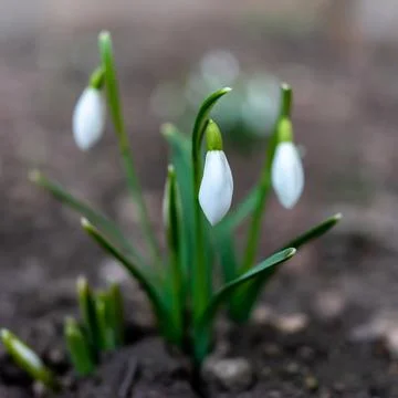 Symbol of spring awakening. The first spring flowers of snowdrops Stock Photos