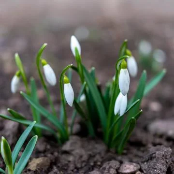 Symbol of spring awakening. The first spring flowers of snowdrops. Stock Photos
