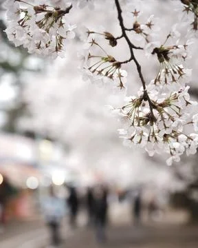 Symbol of Spring: Delicate Cherry Blossoms with Soft Bokeh Background Stock Photos
