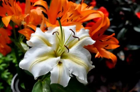 Symbol of spring 库存照片