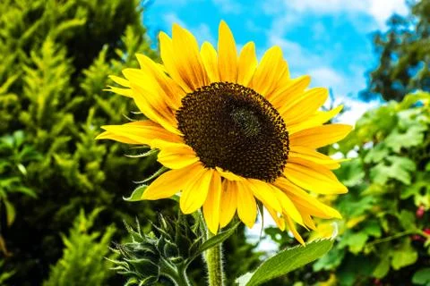Symbol of summer Stock Photos
