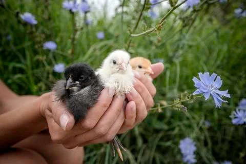The symbol of tolerance Stockfoto's