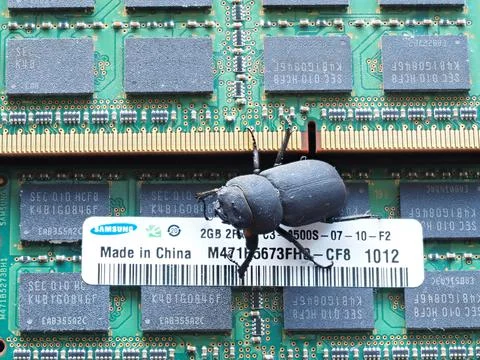 Symbolic image working memory beetle barred shrike bug insect macro technology Foto stock