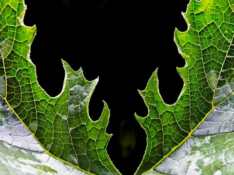 Symetrical leaf texture Stock Photos