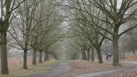Symetrical tree canopy Stock Footage 112970619