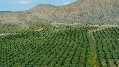 Symetrically planted fruit trees on a green field among mountains at sunny day 스톡 동영상 92544682