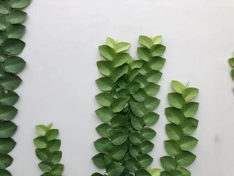 Symmetric Climbing Leaf Composition for Clean Green Design Background Stock Photos