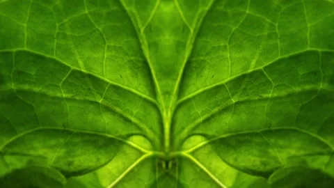 Symmetric effect video of a plant leaf macro close up Stock Footage 321954014