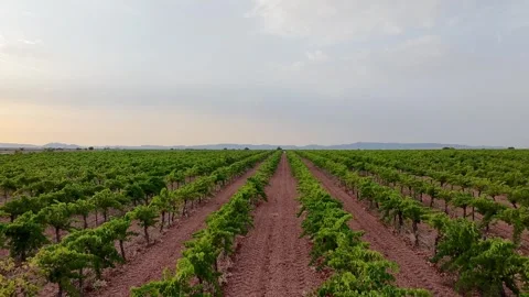 Symmetric green grapevine rows under cloudy evening sky in Spain Stock Footage 340658588