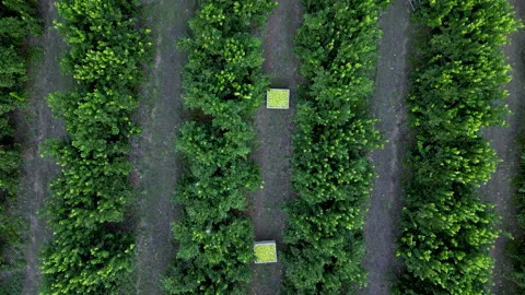 Symmetric Lemon Trees with Full Field Bins, Top-Down Flyover Stock Footage 337565990