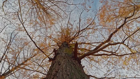Symmetric Low-Angle View of Golden Winter Tree Canopy Stock-Footage 330965321
