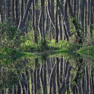 Symmetric square composition of alder trees reflecting in forest pond. Stock Photos