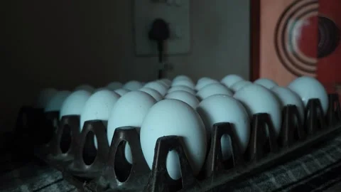Symmetrical Alignment of Fresh White Chicken Eggs Placed inside a Plastic Tray i 스톡 동영상 344036922