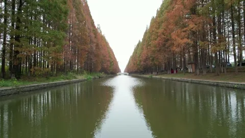 Symmetrical Autumn Trees Reflected In Water in Anhui, China Stock Footage 344037486