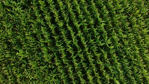 Symmetrical corn field in green landscape growing in aligned rows. Uniform maize Stock Footage 333254697