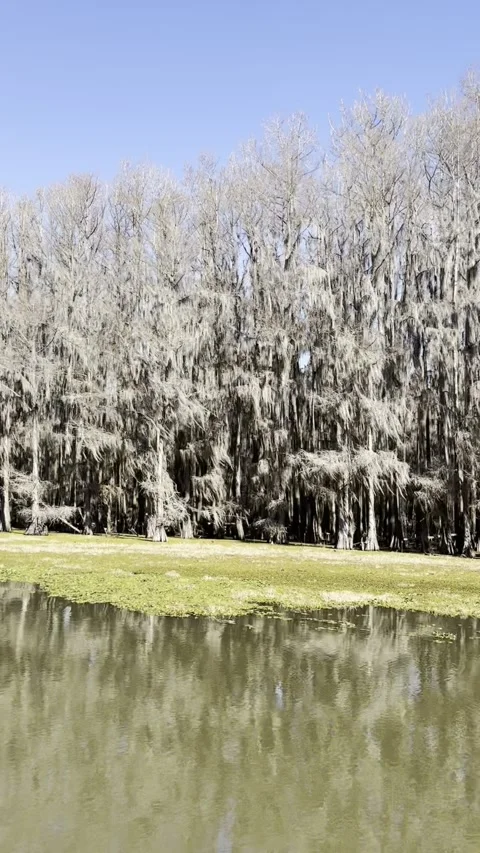 Symmetrical Cypress Tree Line Mirrored in Water at Caddo Lake, Texas Video stock 342163114