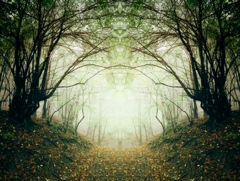 Symmetrical forest with path between trees in fog Stock Photos