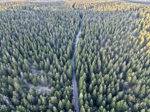 Symmetrical forest pathway design. Linear road slicing through thick woodla.. Stock Photos