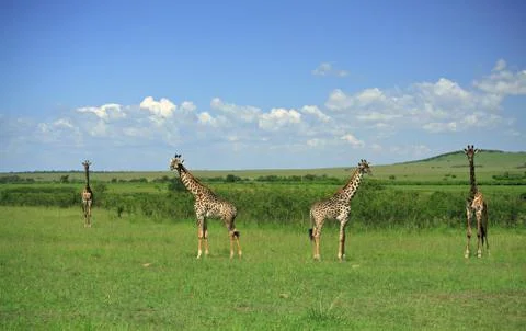 Symmetrical giraffe Stock Photos