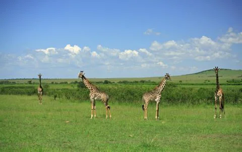 Symmetrical giraffe Stock Photos