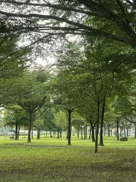 Symmetrical Green Park With Trees Stock Photos