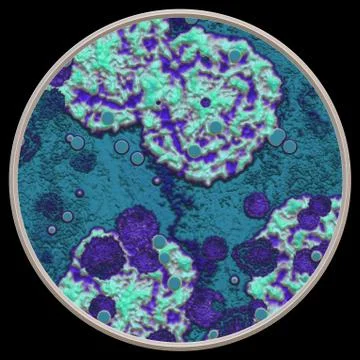 Symmetrical growth of bacteria イラスト素材
