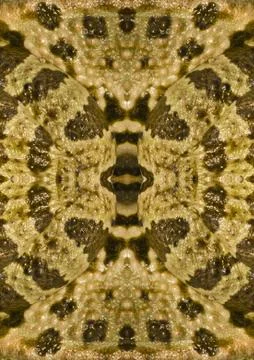 Symmetrical image frog Stock Photos