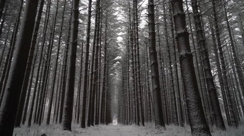 Symmetrical long line of pine trees covered in fresh snow Video stock 61009424
