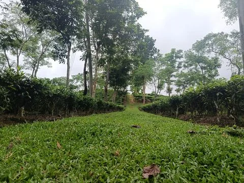Symmetrical Pathway Inside a Dense Green Tea Garden Stock Photos