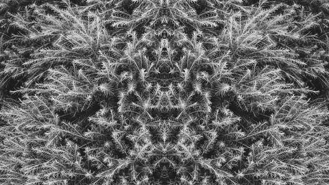 Symmetrical Pattern of Green pine bush. Photo Coniferous Bush. Black and wh.. Foto stock