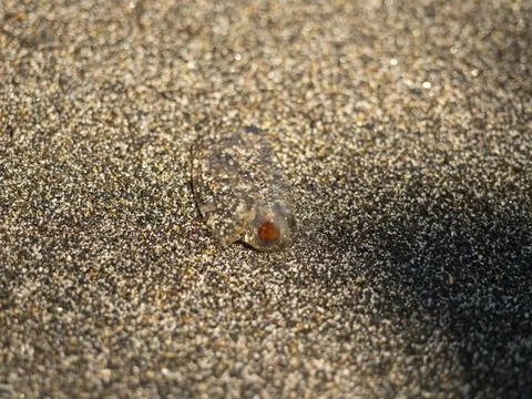 The symmetrical pattern of a jellyfish on the beach. Close up of a jellfish.. Stock Photos