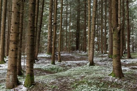 Symmetrical pine forest with snow ground Stock Photos