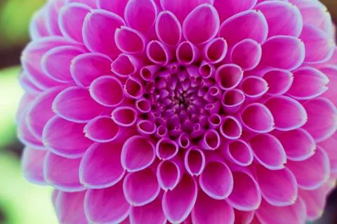 Symmetrical pink flower Stock Photos