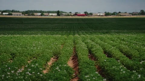 Symmetrical Potato Field Rows in Full Bloom, Wide 4K View Stock Footage 319467270