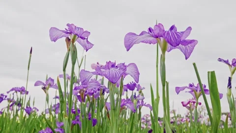 Symmetrical Purple Iris Pair Above Cluster of Smaller Blooms Vídeo Stock 342002515