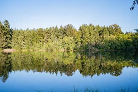 Symmetrical reflection of a dense green forest on the calm water of a lake un Stock Photos