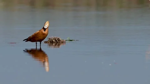 Symmetrical reflection of a Ruddy Shelduck on a glassy river surface. Видео 331073515