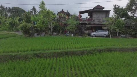 Symmetrical rice fields with scooter 스톡 동영상 330923141