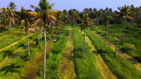 Symmetrical Rows of Coconut Trees Integrated with Traditional Rice Farming in Vídeo Stock 331368194