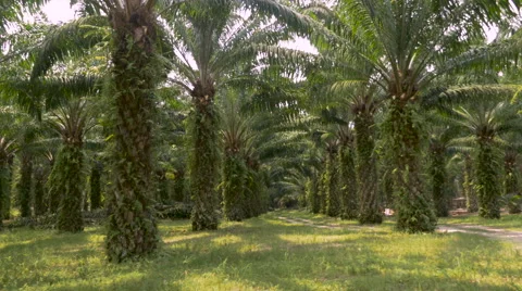 Symmetrical rows of palm trees used in the manufacturing of palm oil in 4k Stock Footage 61829972