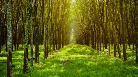 Symmetrical rows of rubber trees in perspective Video stock 44732708