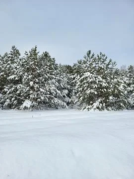 Symmetrical rows of snowy pine trees Foto stock